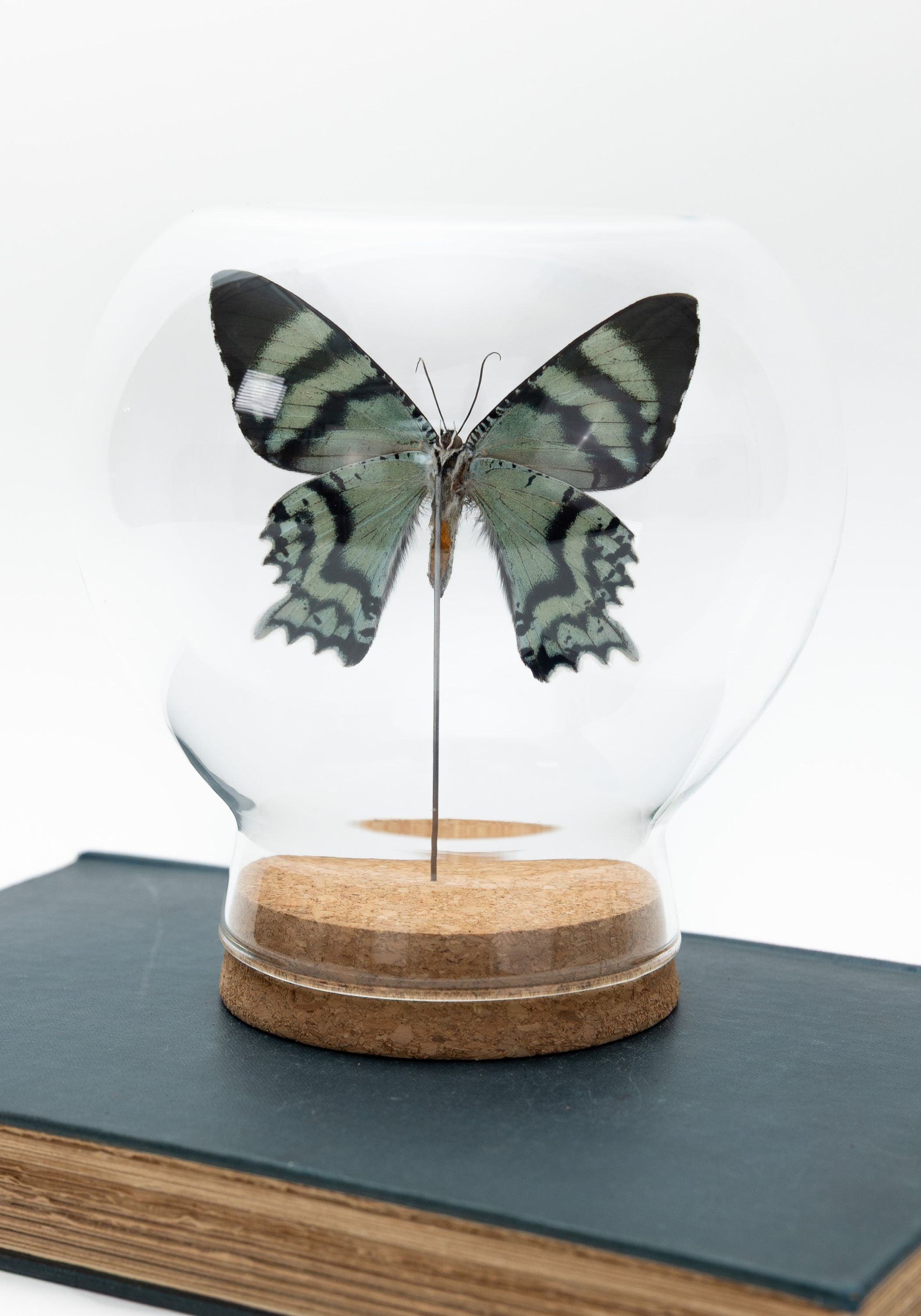 Taxidermy Orontes Day-Flying Moth Globe