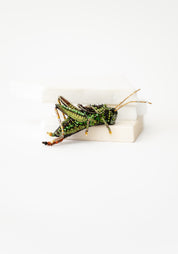 Two Stripped Grasshopper Embroidered Pin