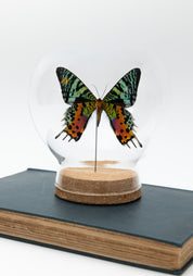 Taxidermy Sunset Moth Globe