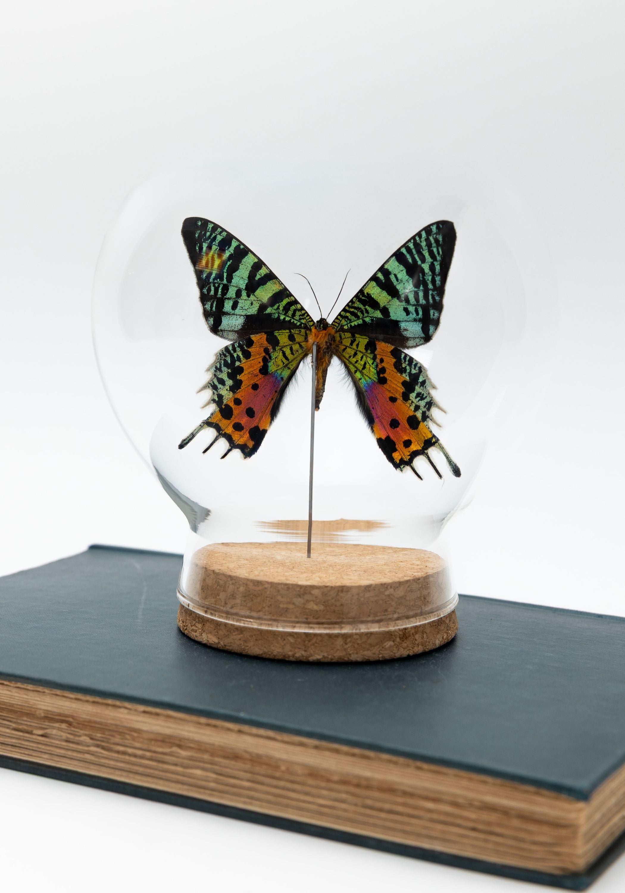 Taxidermy Sunset Moth Globe