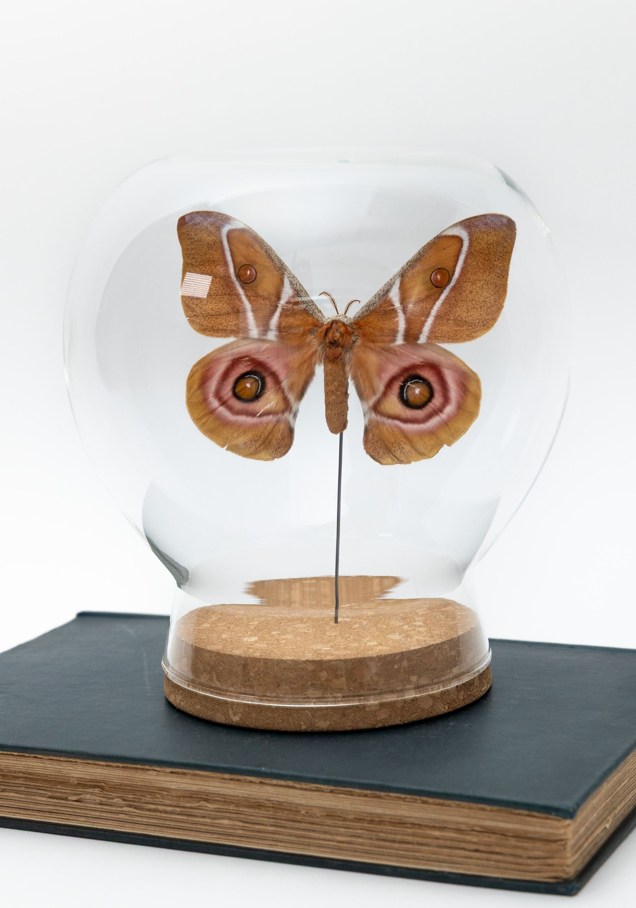 Taxidermy Suraka Silk Moth Globe