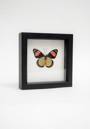 Black Framed Painted Beauty Butterfly