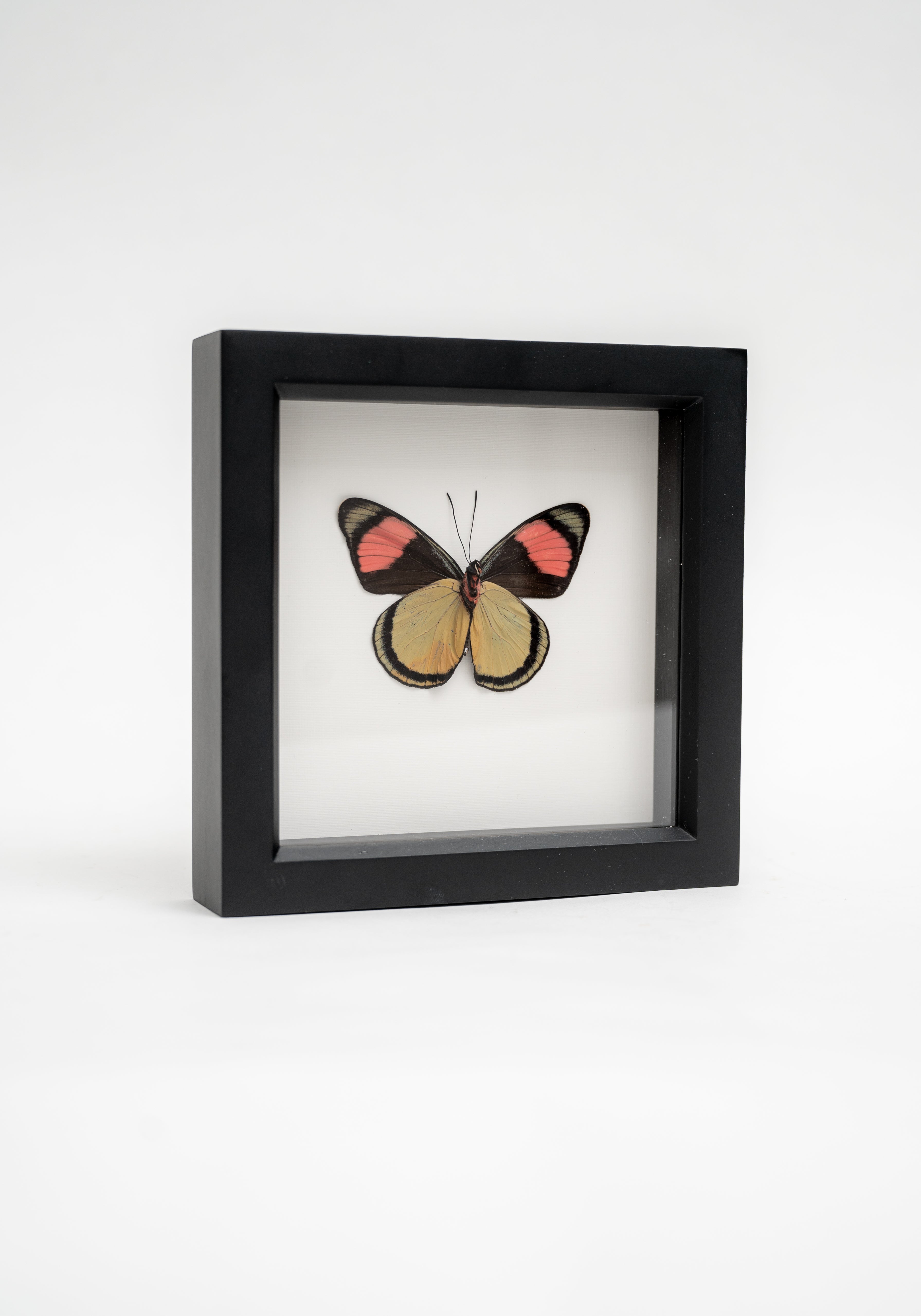 Black Framed Painted Beauty Butterfly