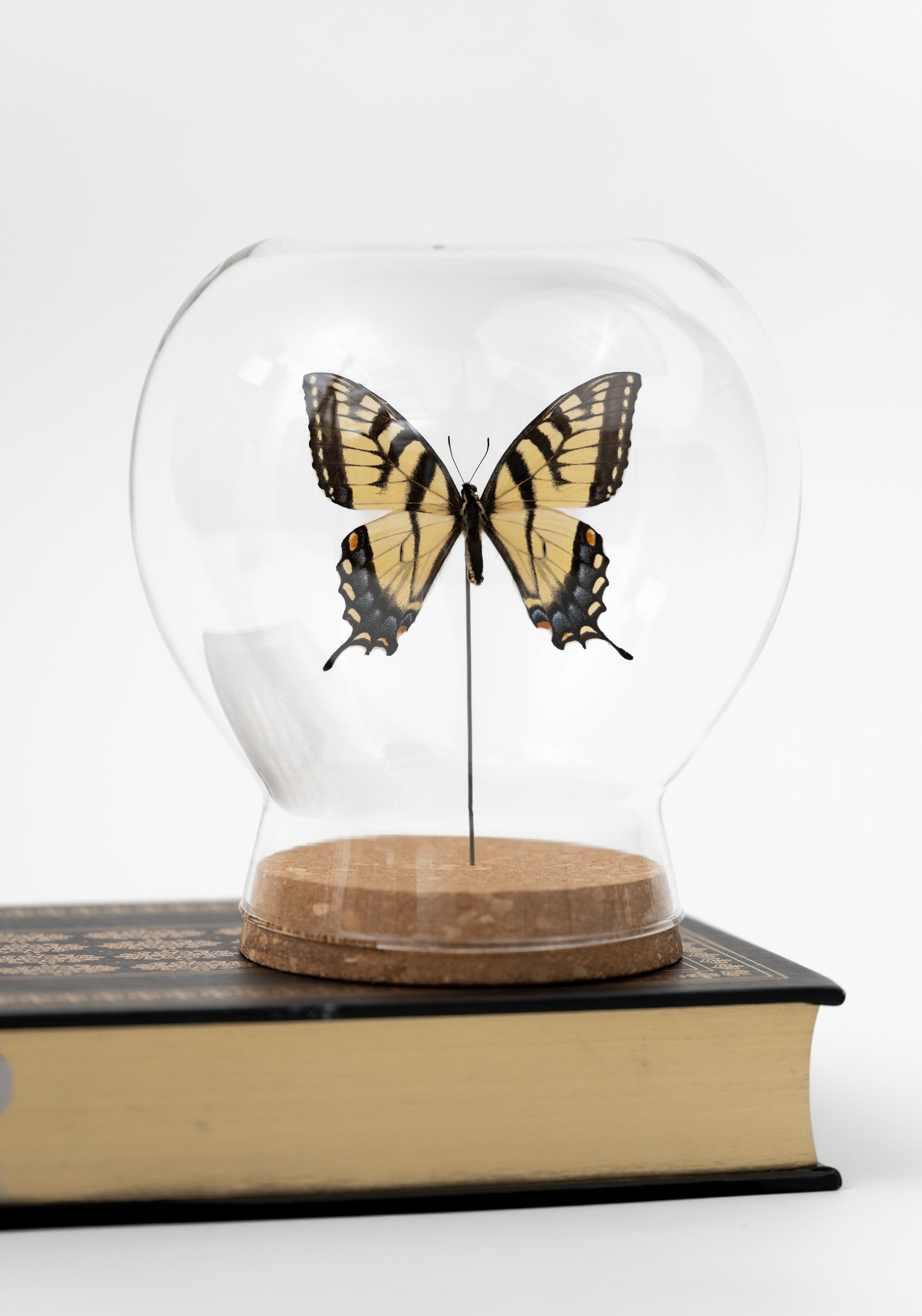 Taxidermy Tiger Swallowtail Butterfly Globe - December Thieves