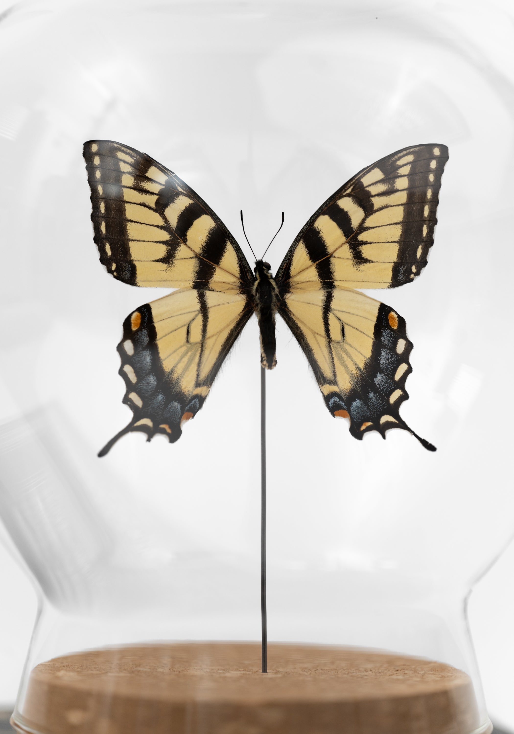 Taxidermy Tiger Swallowtail Butterfly Globe - December Thieves
