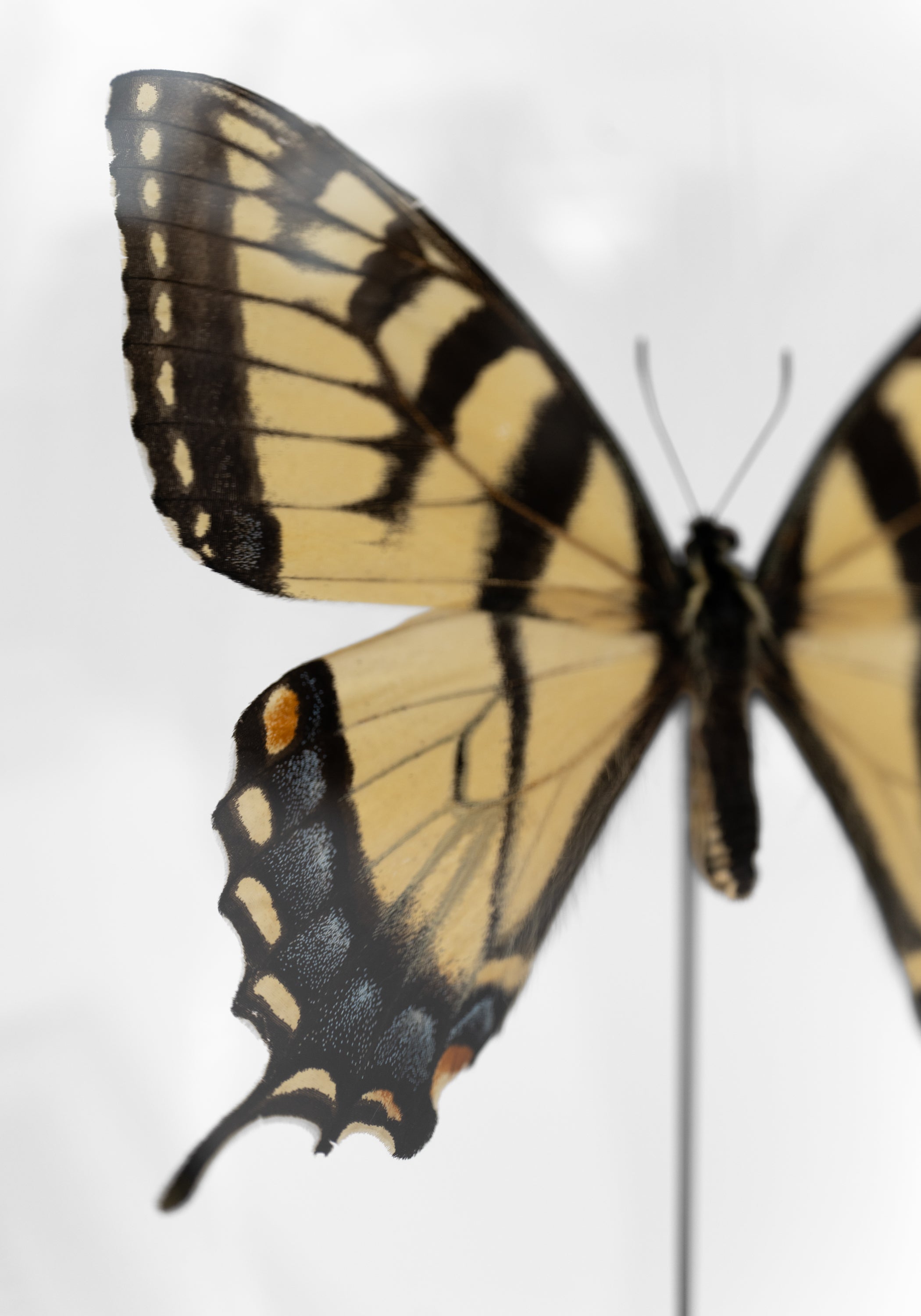 Taxidermy Tiger Swallowtail Butterfly Globe - December Thieves