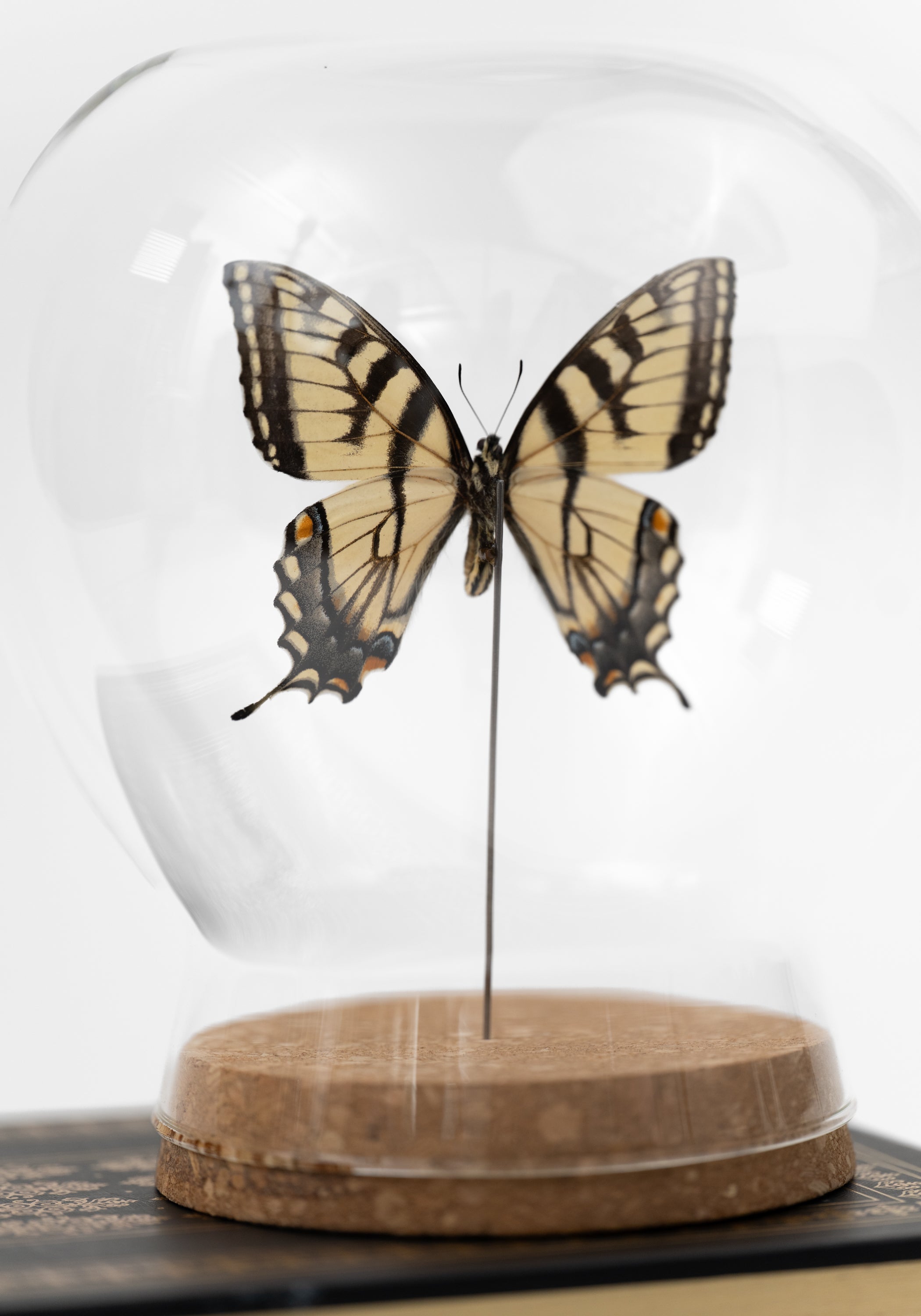 Taxidermy Tiger Swallowtail Butterfly Globe - December Thieves