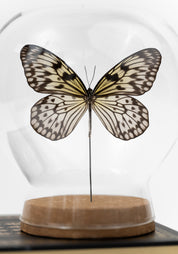 Taxidermy Rice Paper Butterfly Globe - December Thieves