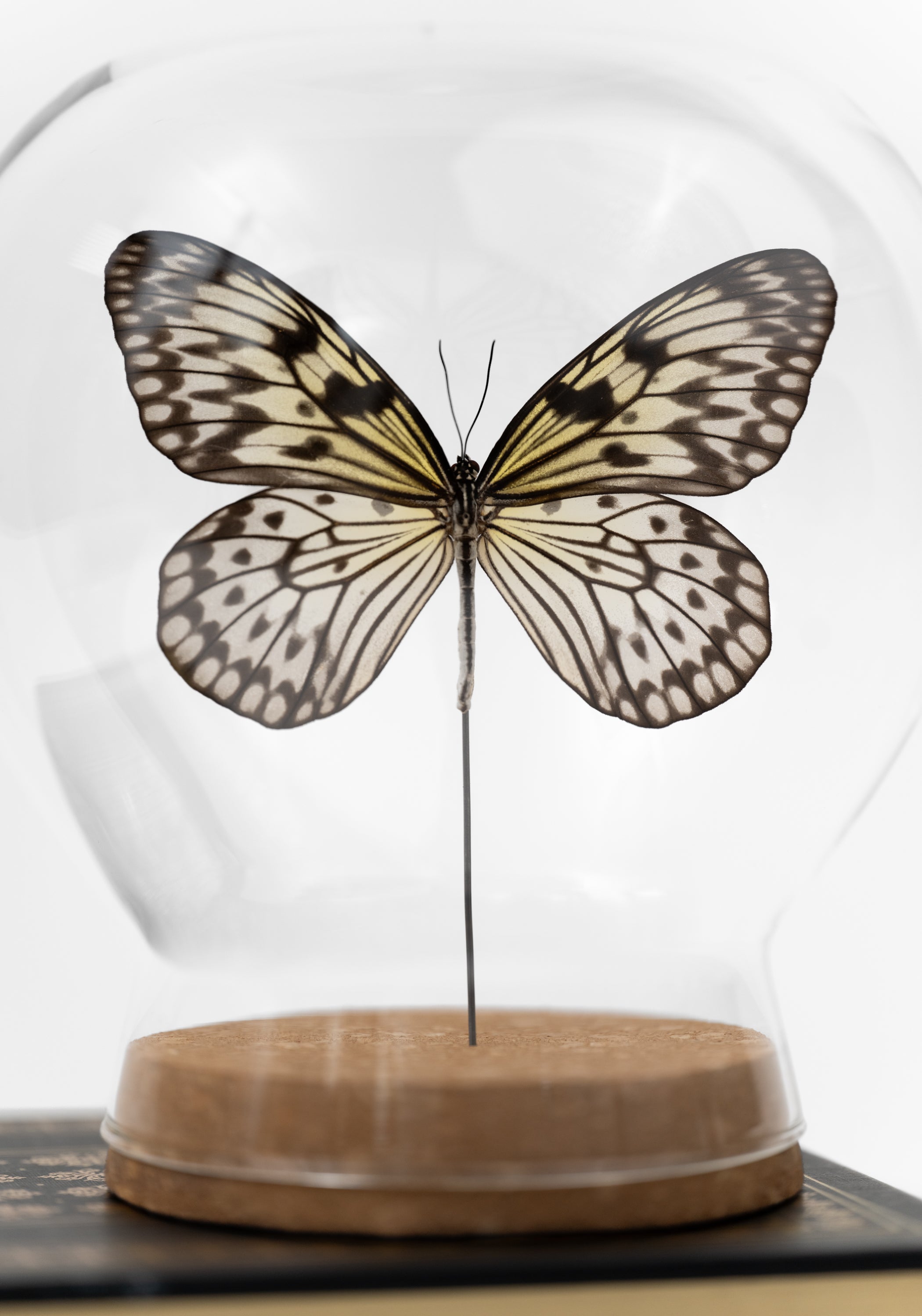 Taxidermy Rice Paper Butterfly Globe - December Thieves