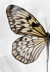 Taxidermy Rice Paper Butterfly Globe - December Thieves