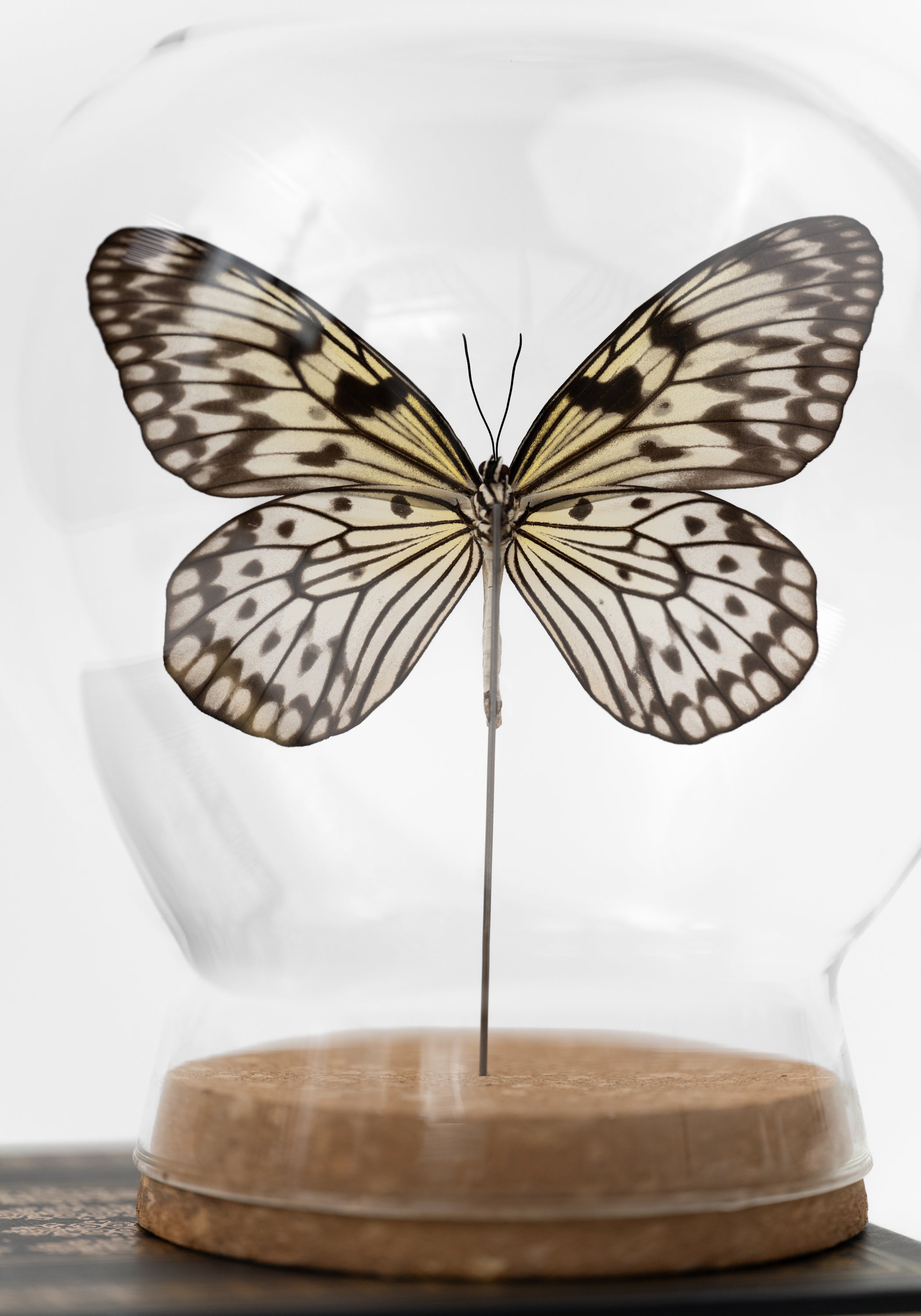 Taxidermy Rice Paper Butterfly Globe - December Thieves