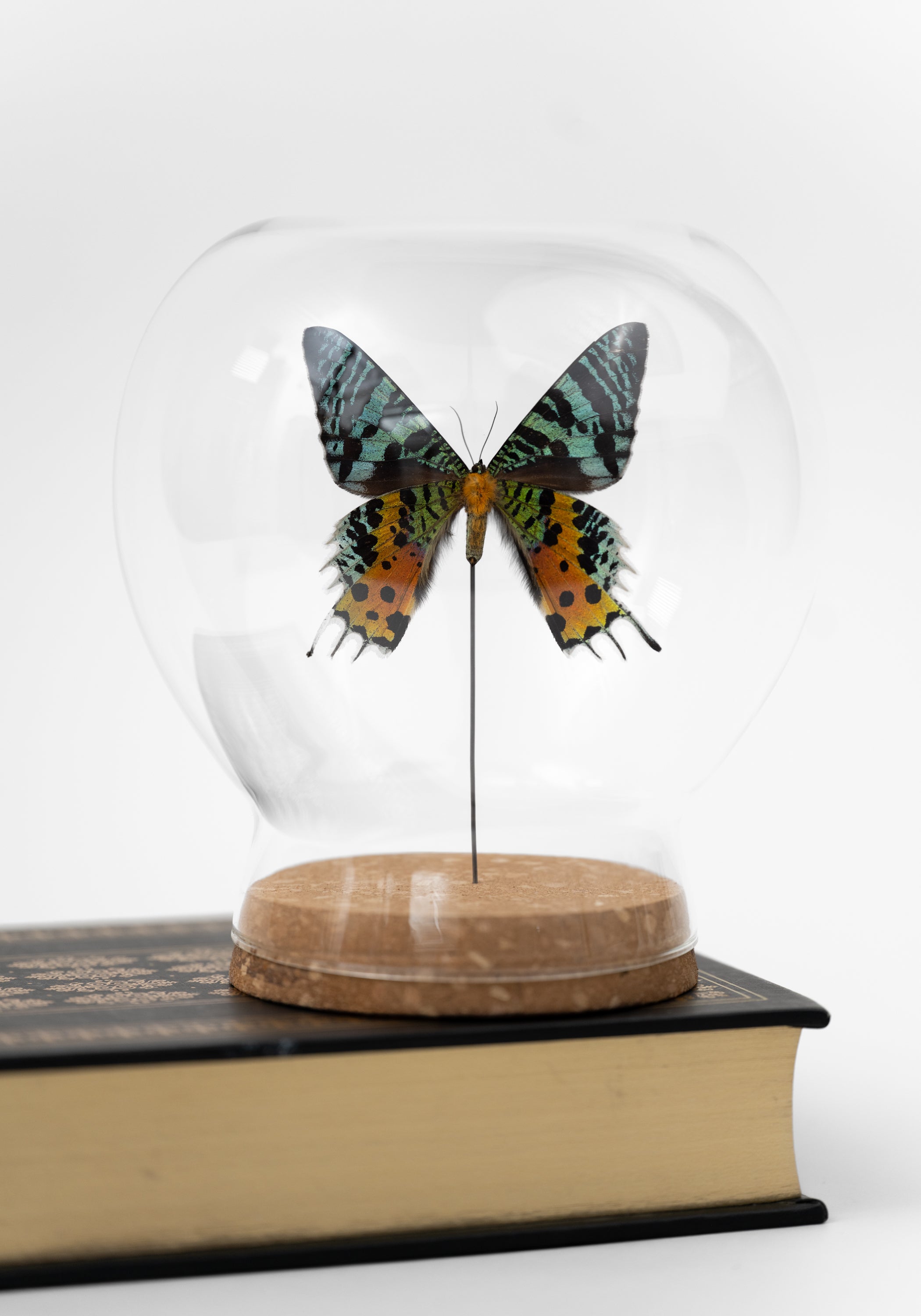 Taxidermy Sunset Moth Verso Globe - December Thieves