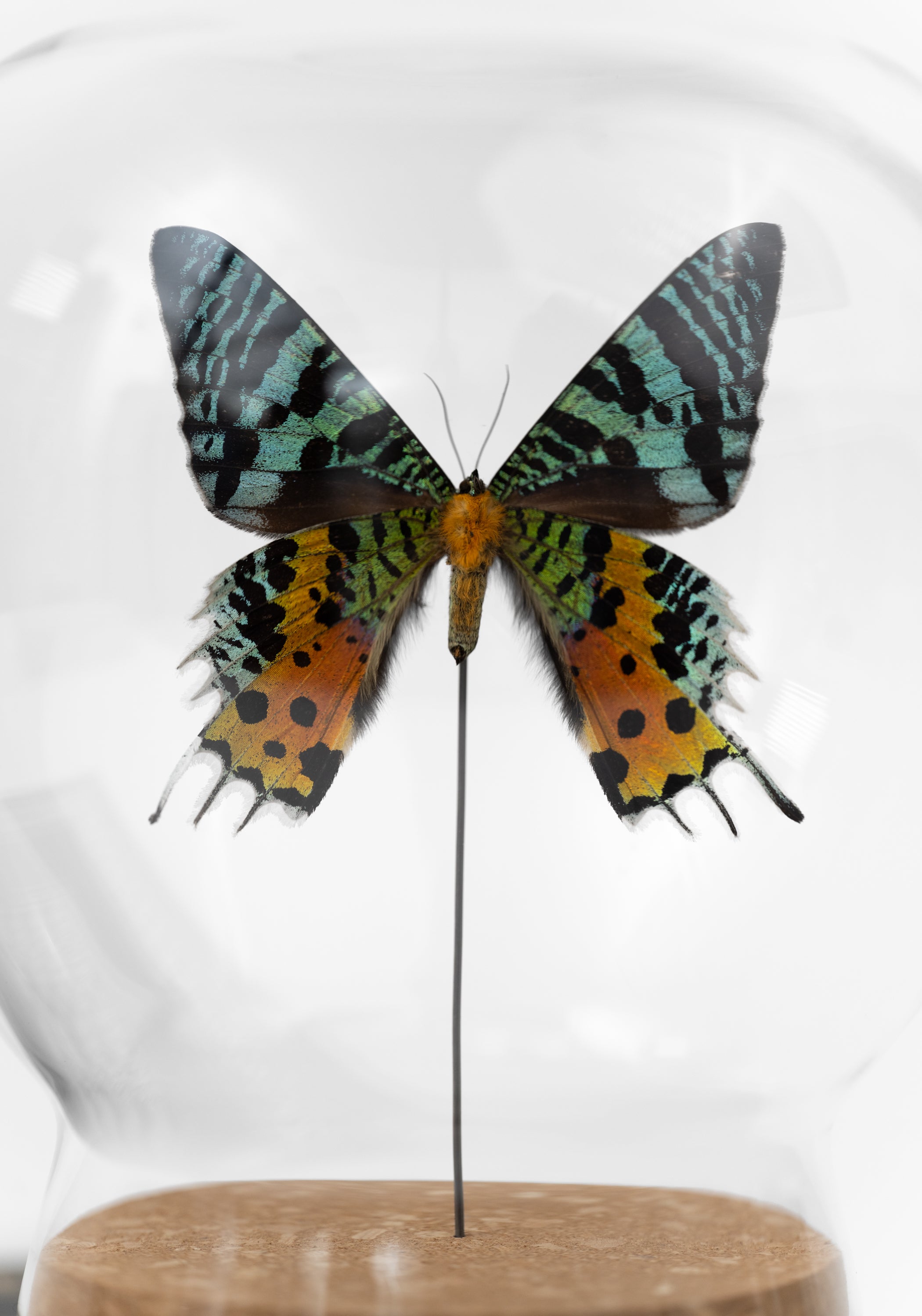 Taxidermy Sunset Moth Verso Globe - December Thieves