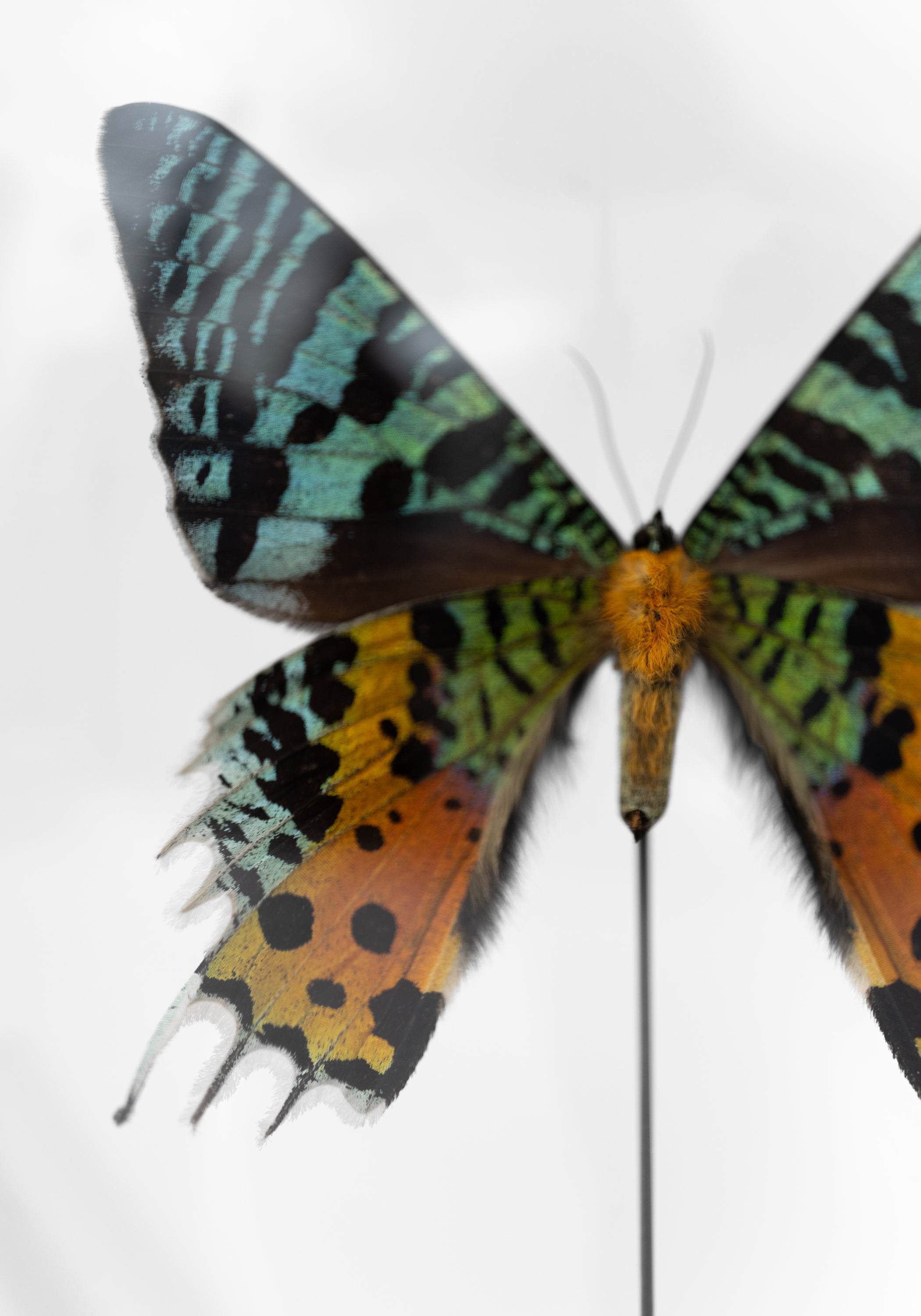 Taxidermy Sunset Moth Verso Globe - December Thieves