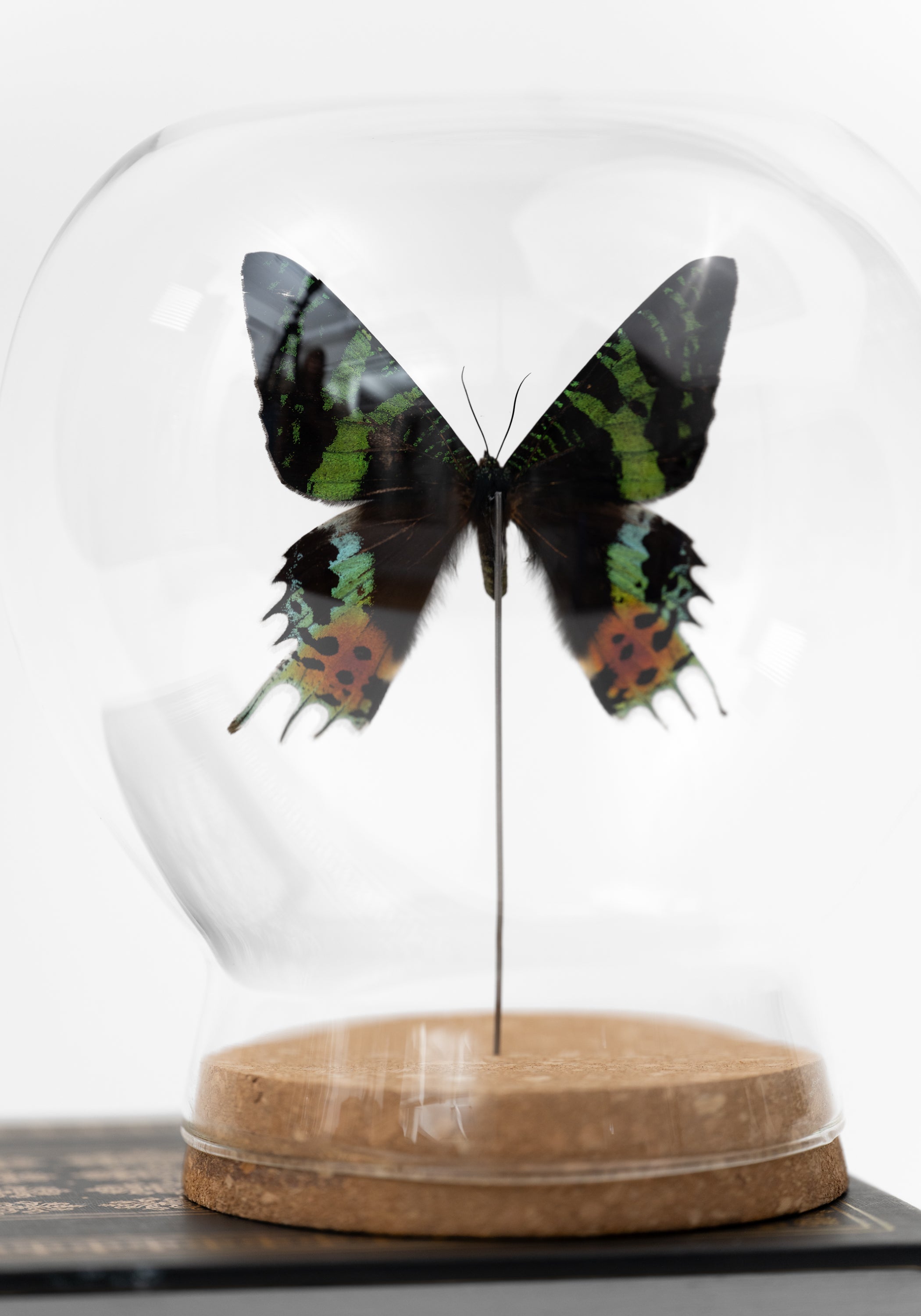 Taxidermy Sunset Moth Verso Globe - December Thieves