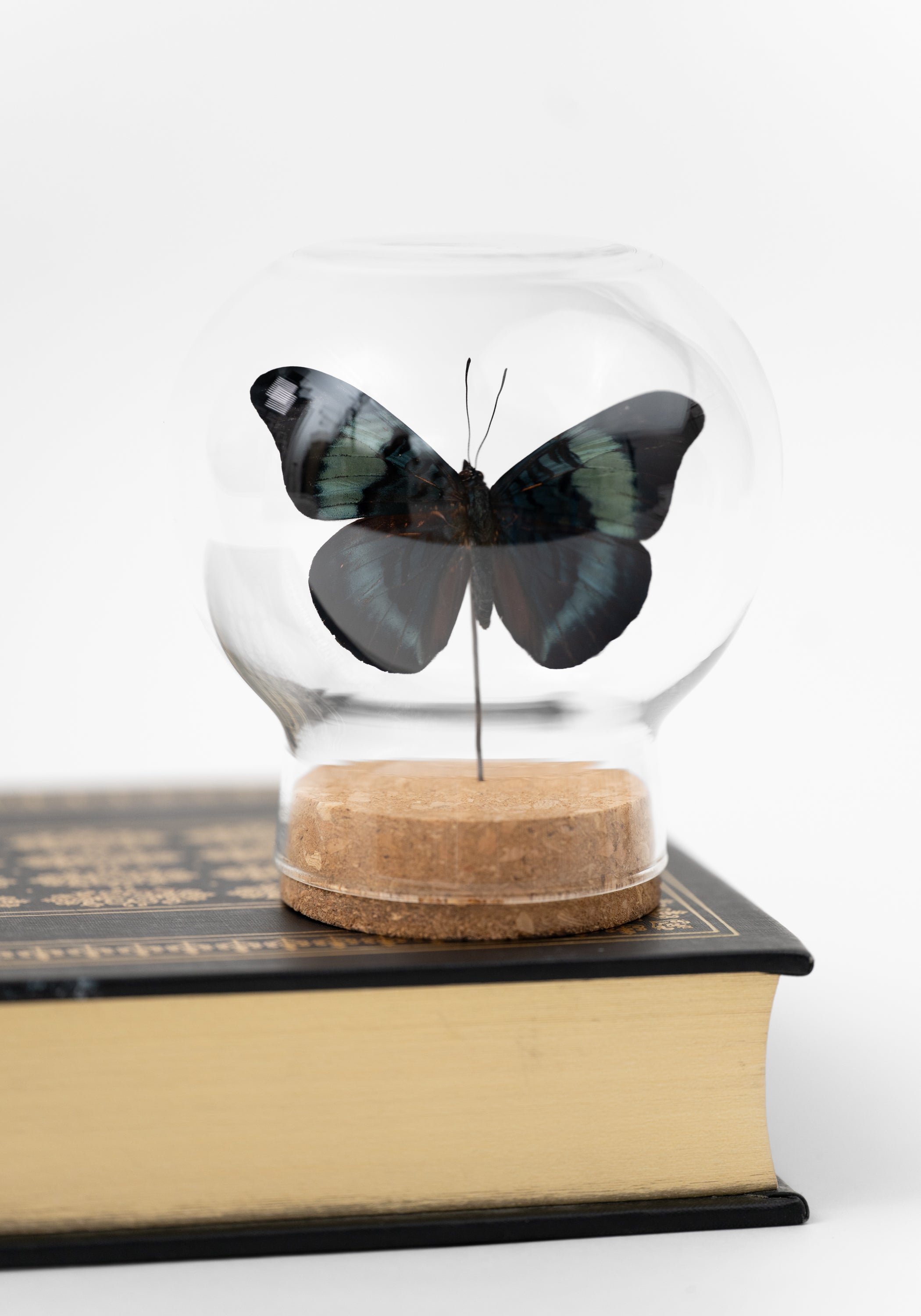 Taxidermy Red Flasher Butterfly Globe - December Thieves