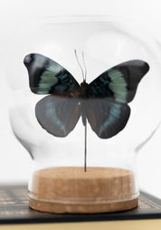 Taxidermy Red Flasher Butterfly Globe - December Thieves