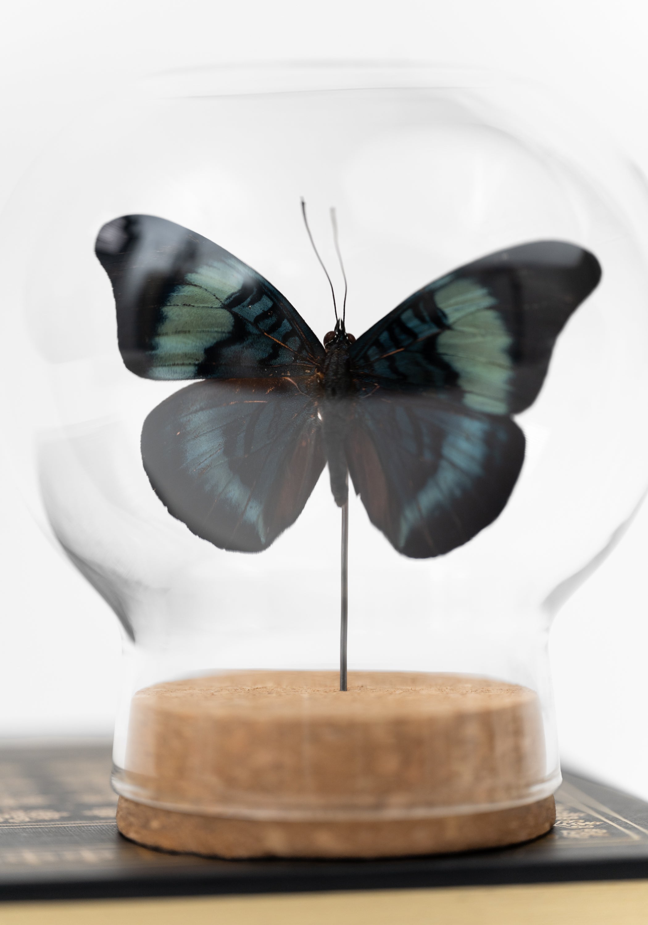 Taxidermy Red Flasher Butterfly Globe - December Thieves