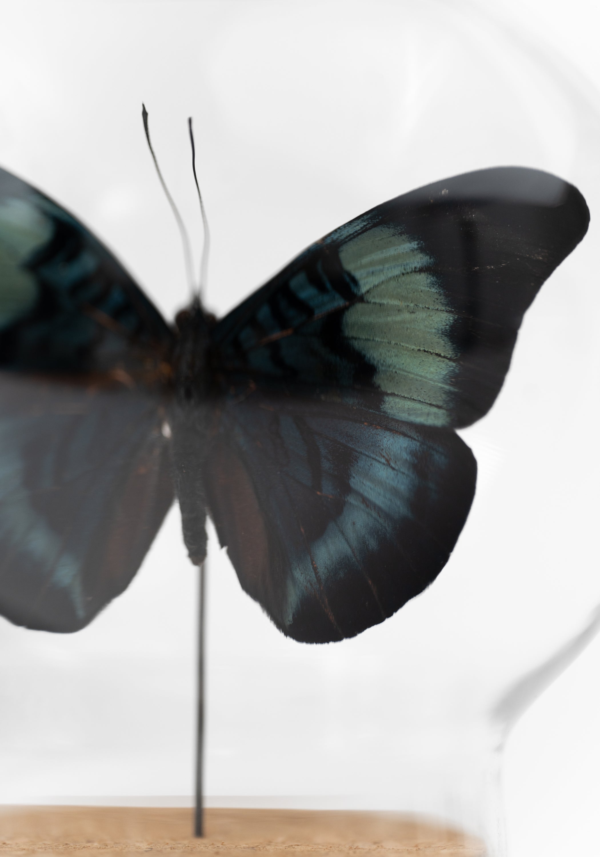 Taxidermy Red Flasher Butterfly Globe - December Thieves