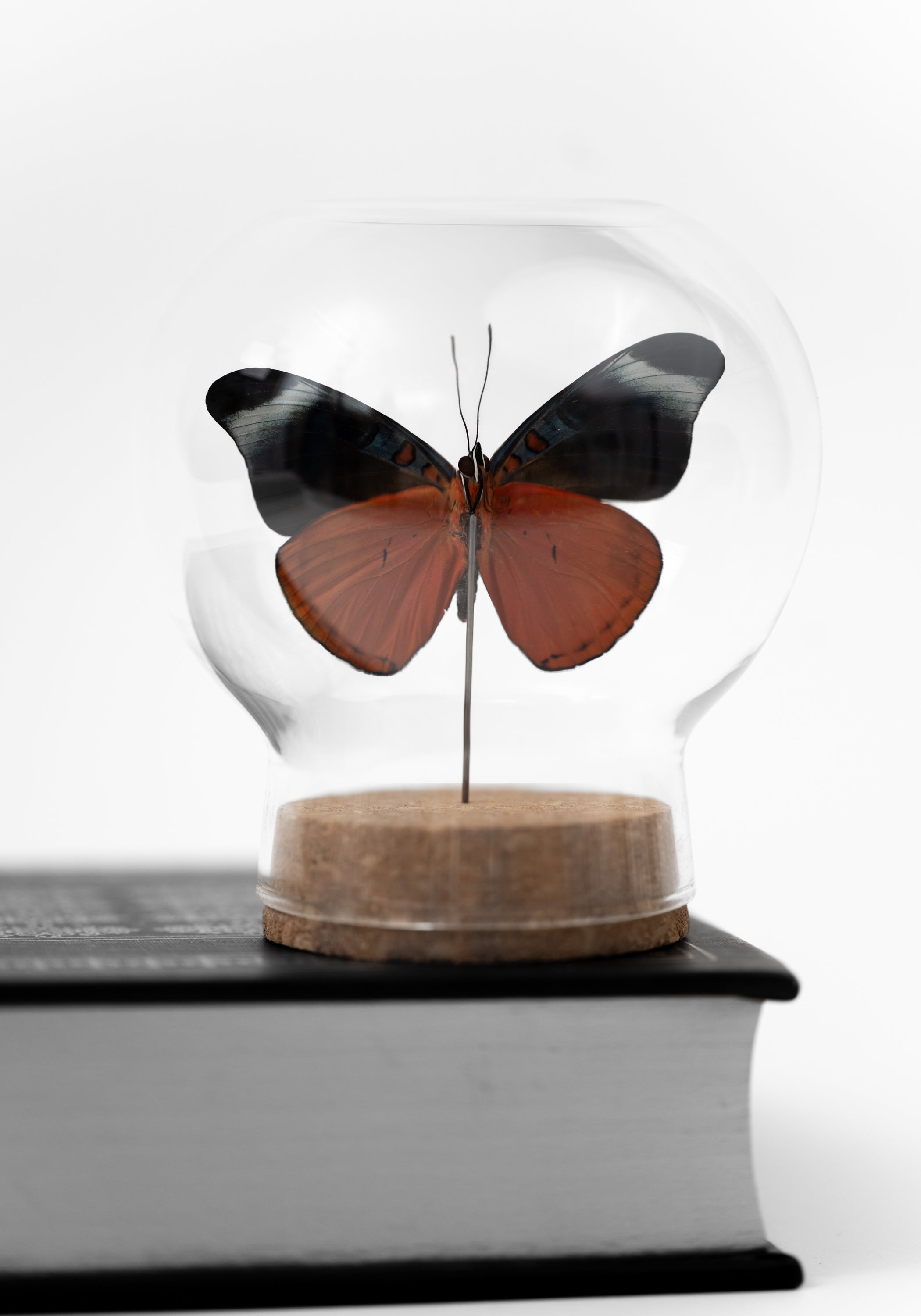 Taxidermy Red Flasher Butterfly Globe - December Thieves