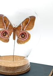 Taxidermy Suraka Silk Moth Globe