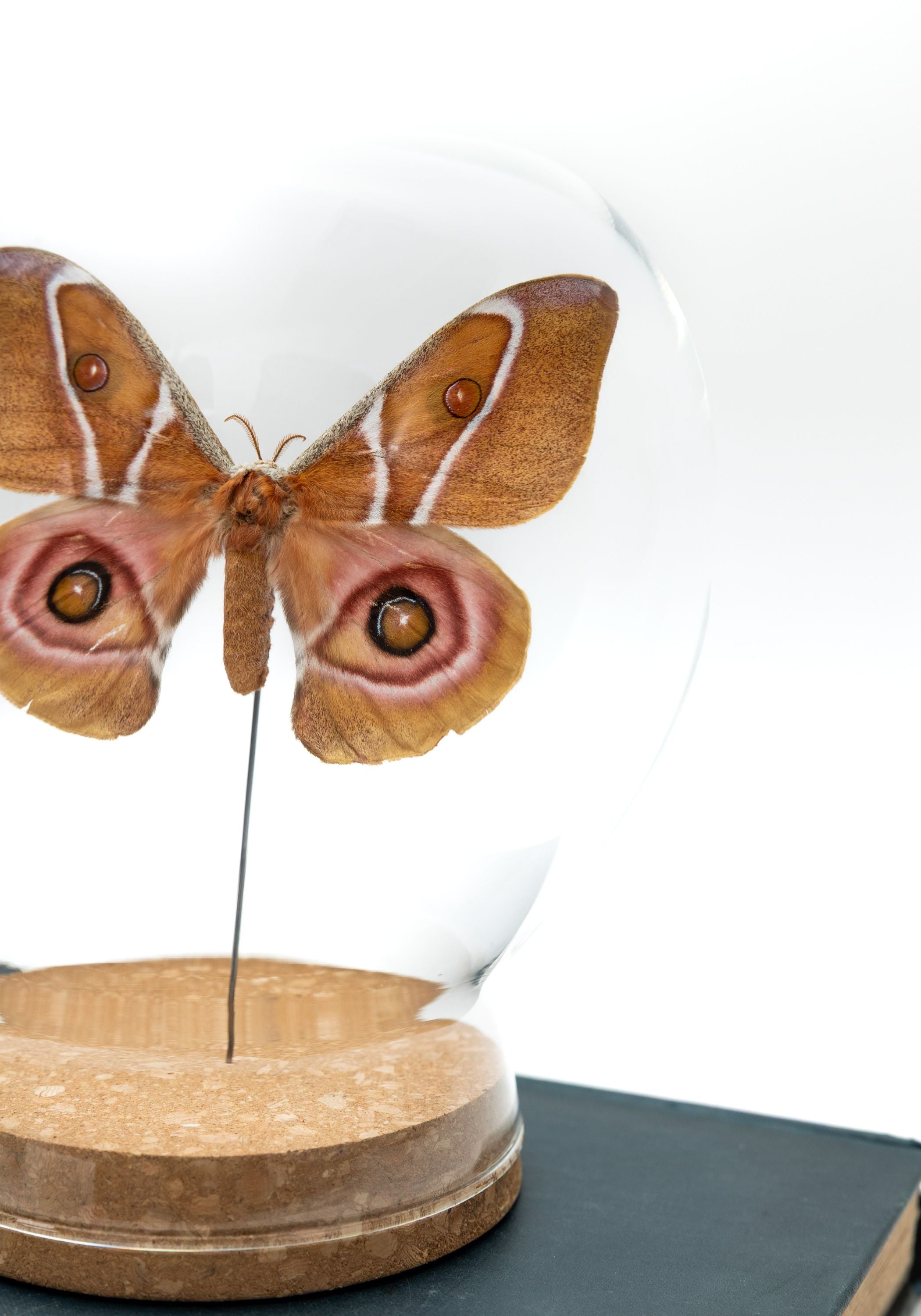 Taxidermy Suraka Silk Moth Globe