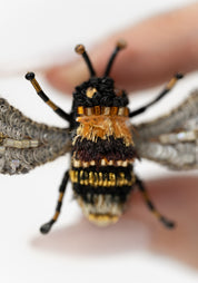 Humble Bee Embroidered Pin