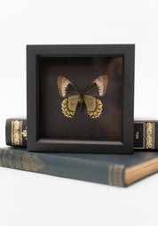 Framed Madyes Swallowtail Butterfly
