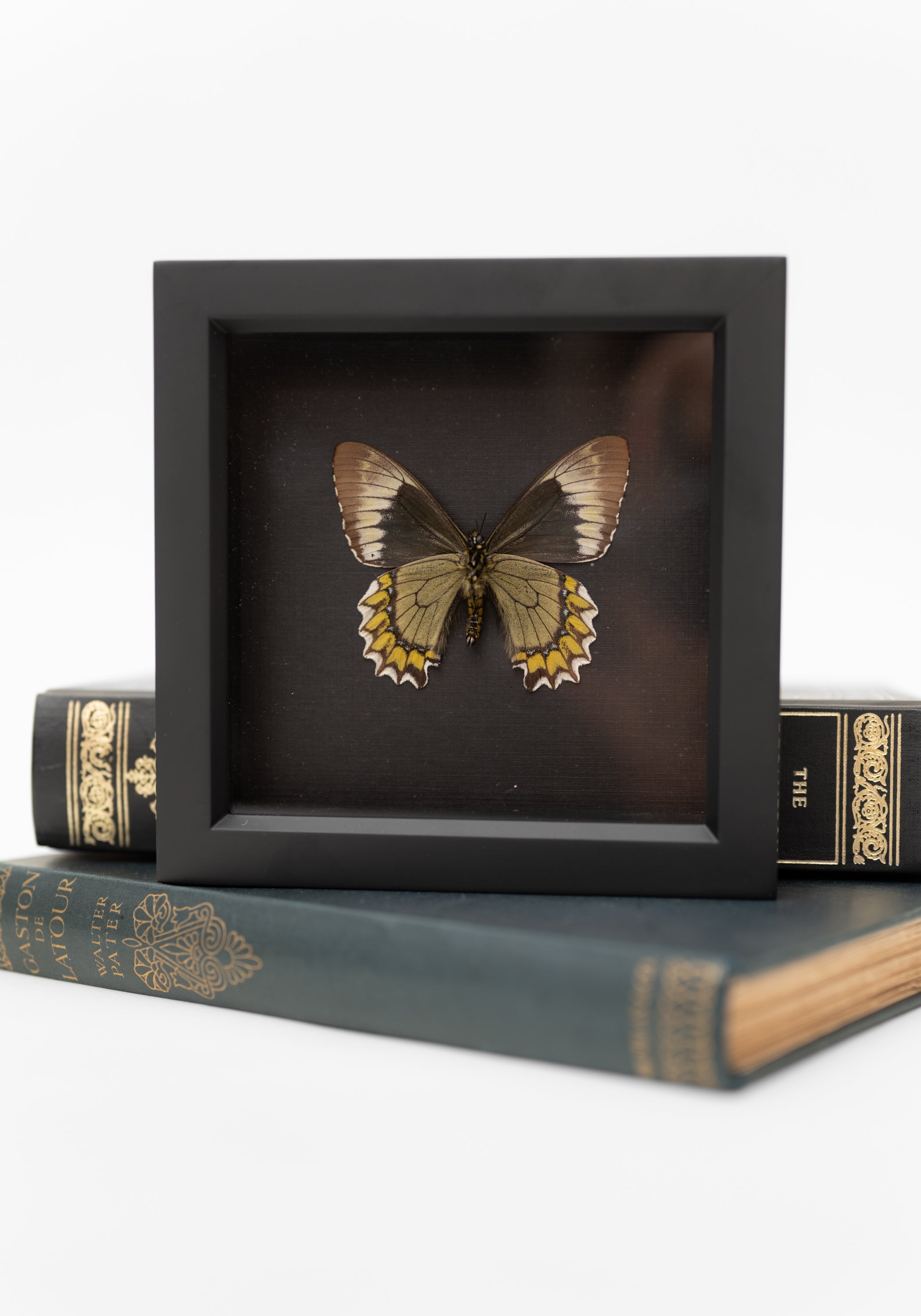 Framed Madyes Swallowtail Butterfly