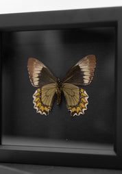 Framed Madyes Swallowtail Butterfly
