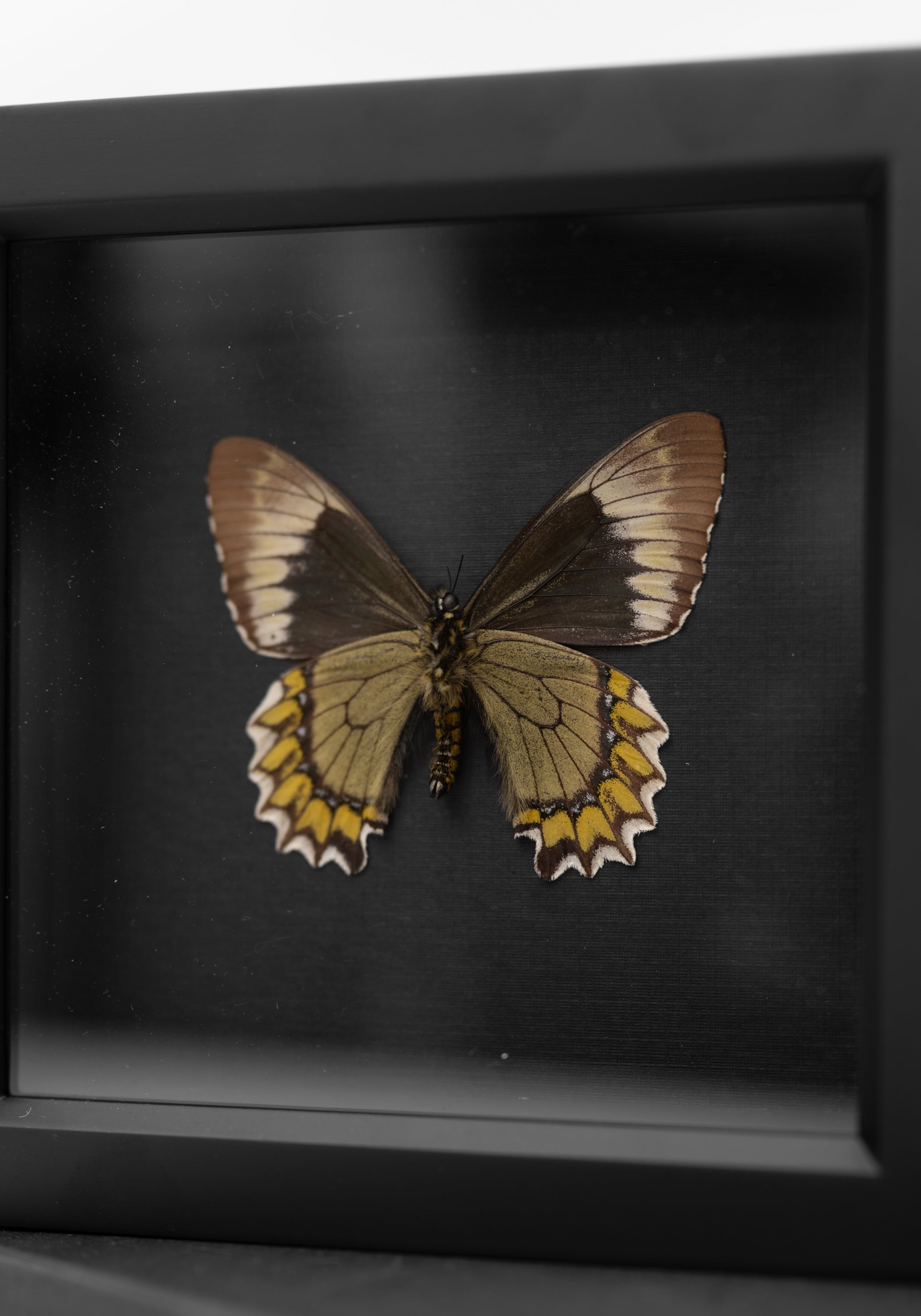 Framed Madyes Swallowtail Butterfly