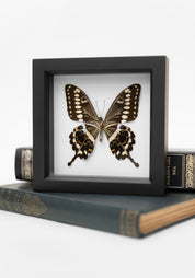 Framed White Background Central Emperor Swallowtail Butterfly Verso
