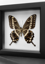 Framed White Background Central Emperor Swallowtail Butterfly Verso