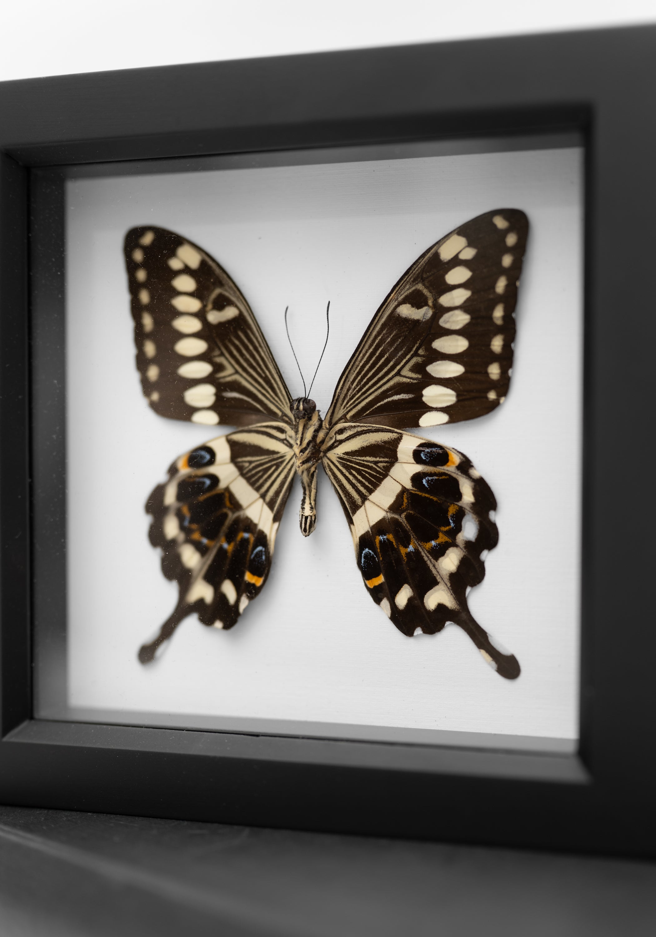 Framed White Background Central Emperor Swallowtail Butterfly Verso