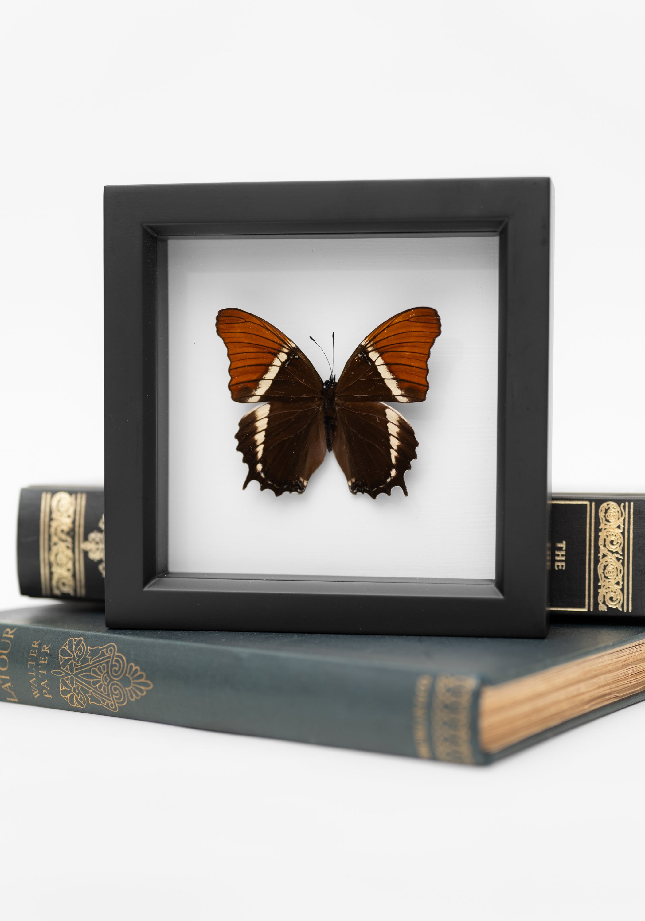 Framed Rusty Tipped Page Butterfly - December Thieves