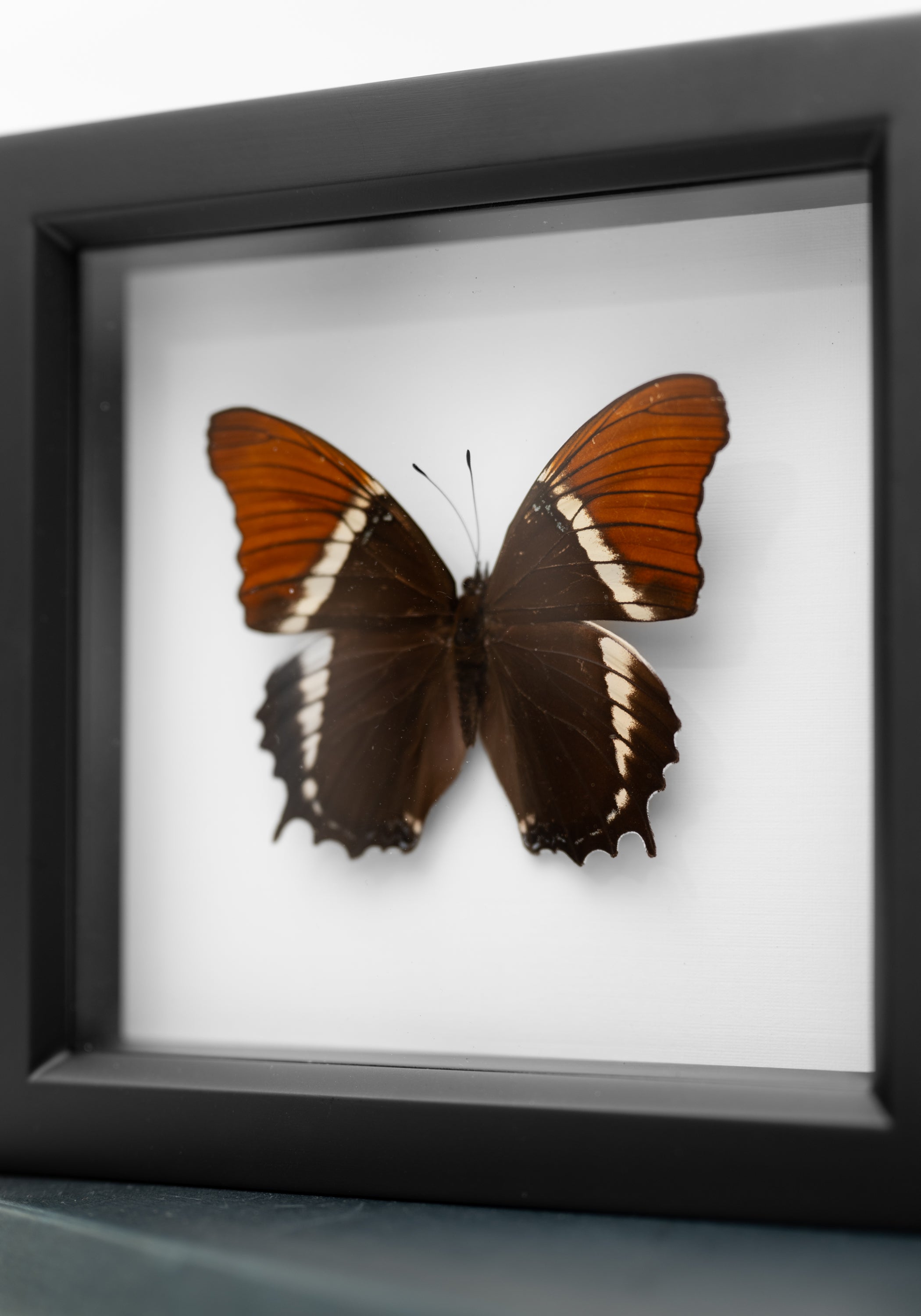 Framed Rusty Tipped Page Butterfly - December Thieves