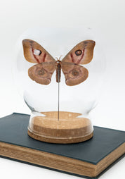 Taxidermy Suraka Silk Moth Globe