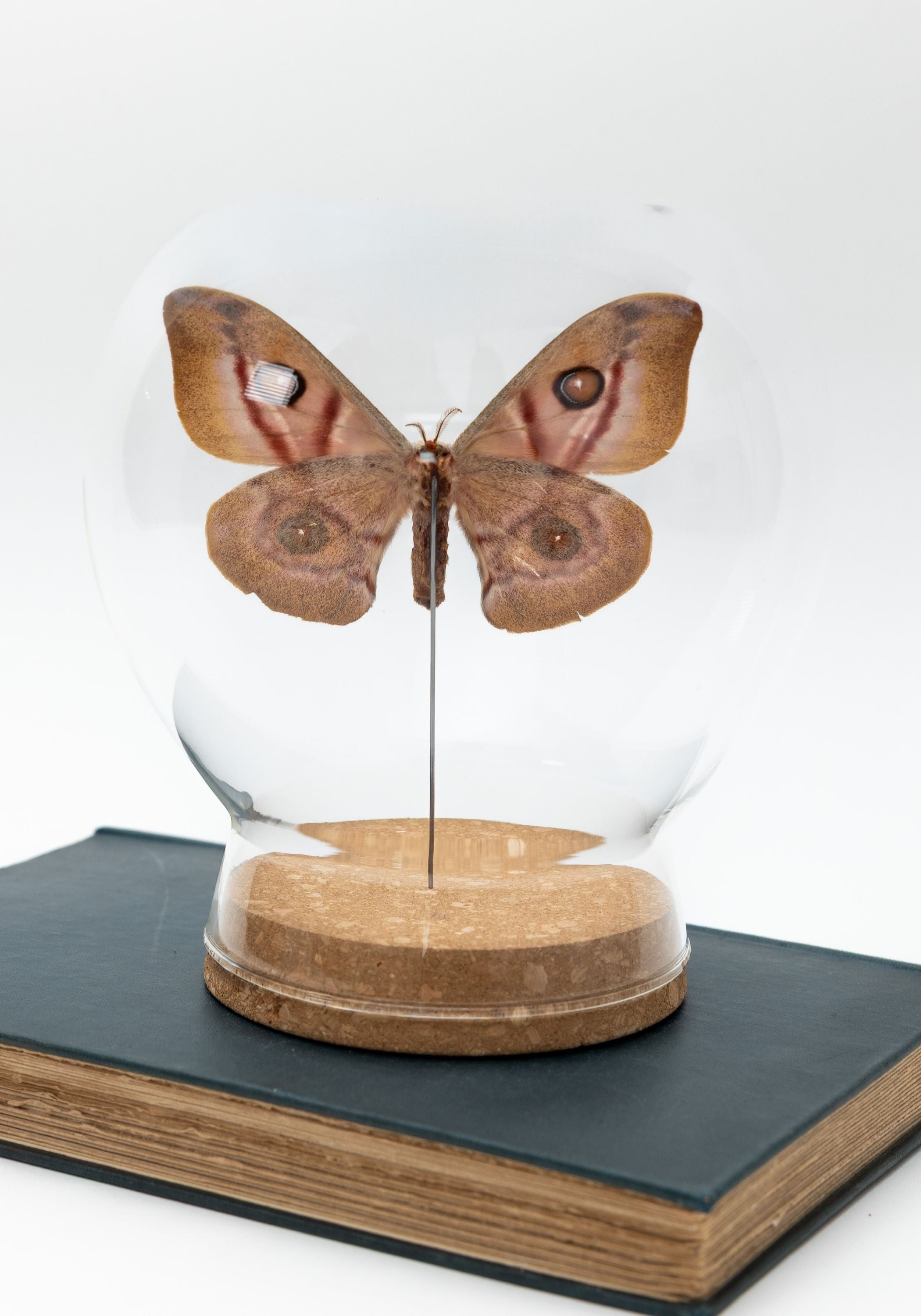 Taxidermy Suraka Silk Moth Globe