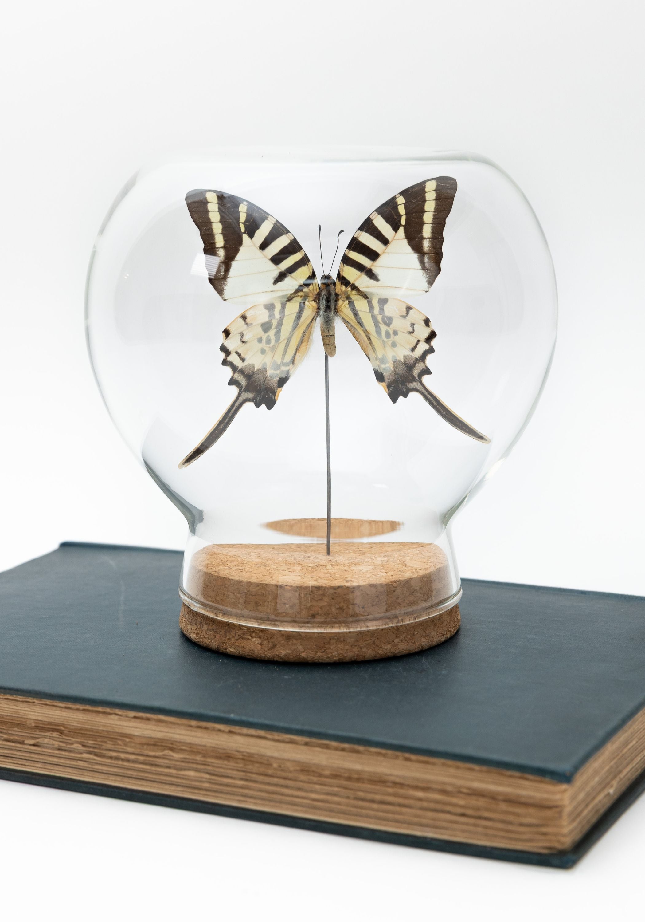 Taxidermy Swordtail Butterfly Globe