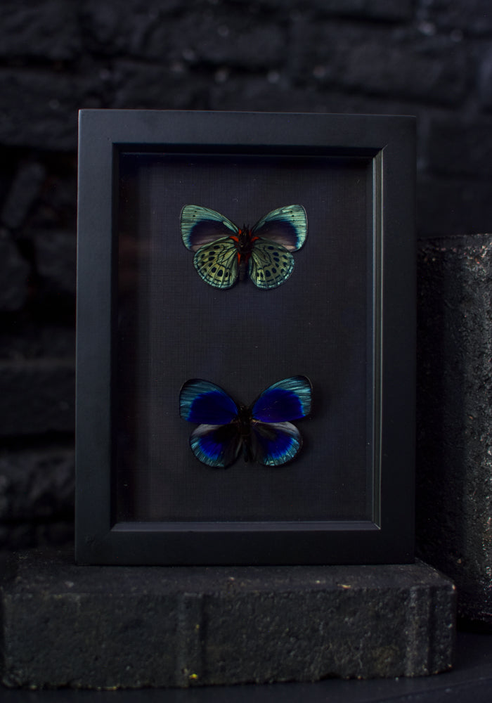 Black Framed/Mounted Darwin Butterfly Collection - December Thieves