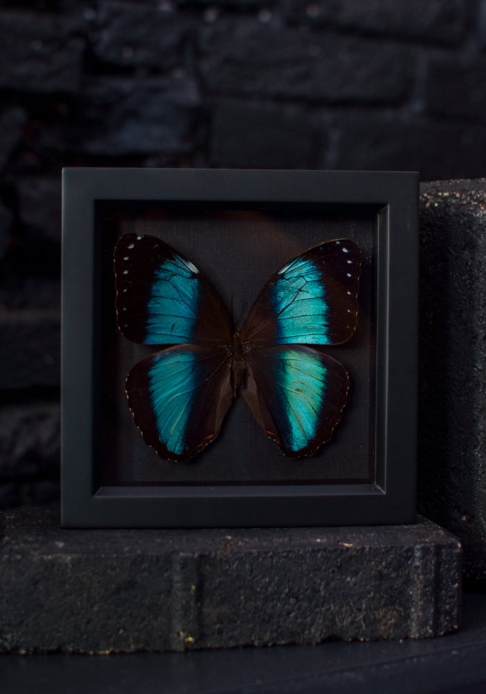 Black Framed Blue Banded Morpho Butterfly