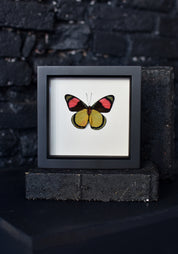 Black Framed Painted Beauty Butterfly