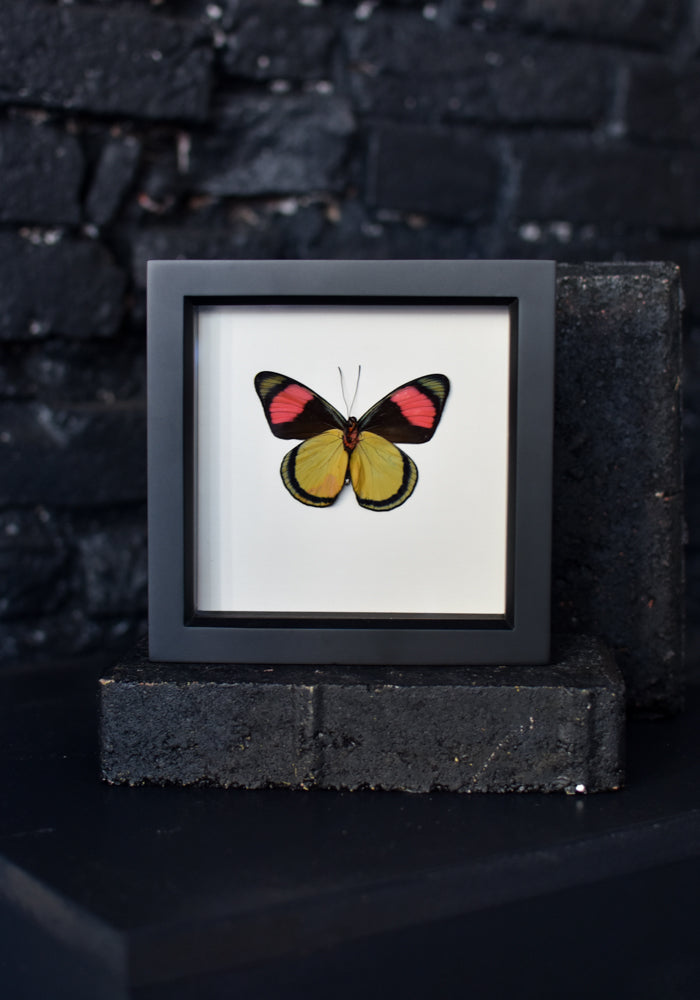 Framed Painted Beauty Butterfly