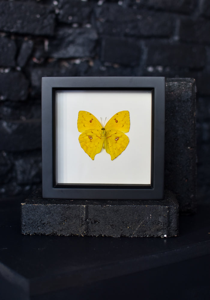 Framed Cloudless Sulphur Butterfly
