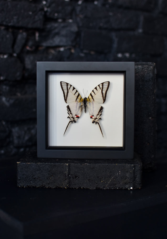 Framed Giant Swordtail Butterfly - December Thieves
