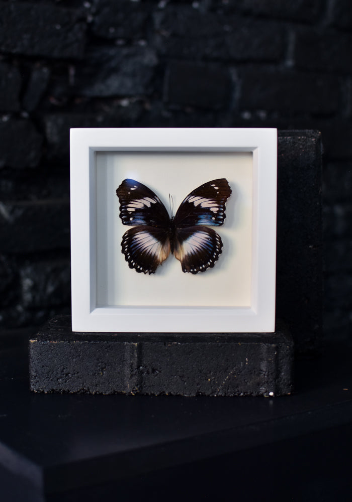 Framed Blue Diadem Butterfly - December Thieves