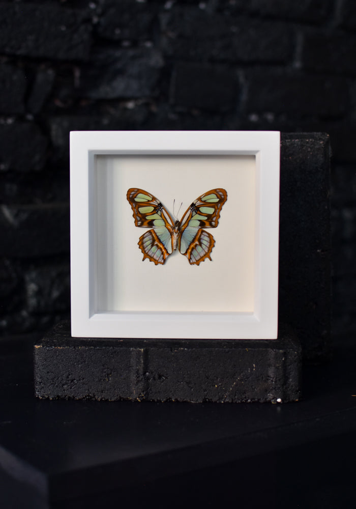 Framed Malachite Butterfly Underside - December Thieves