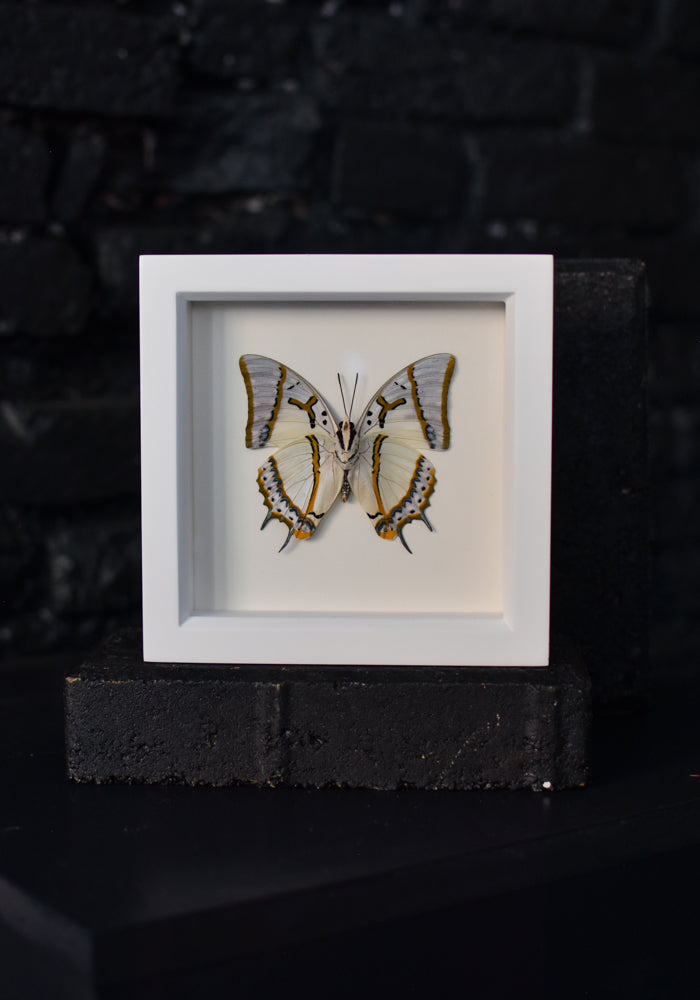 Framed Shan Nawab Butterfly - December Thieves